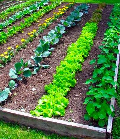 vegetable-garden
